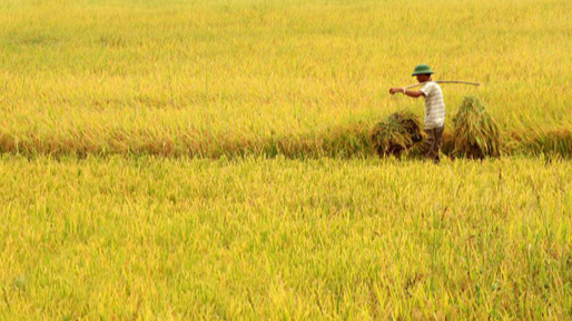 Gi&aacute; l&uacute;a gạo h&ocirc;m nay 21/10/2023 tiếp đ&agrave; tăng.&nbsp;Ảnh minh họa