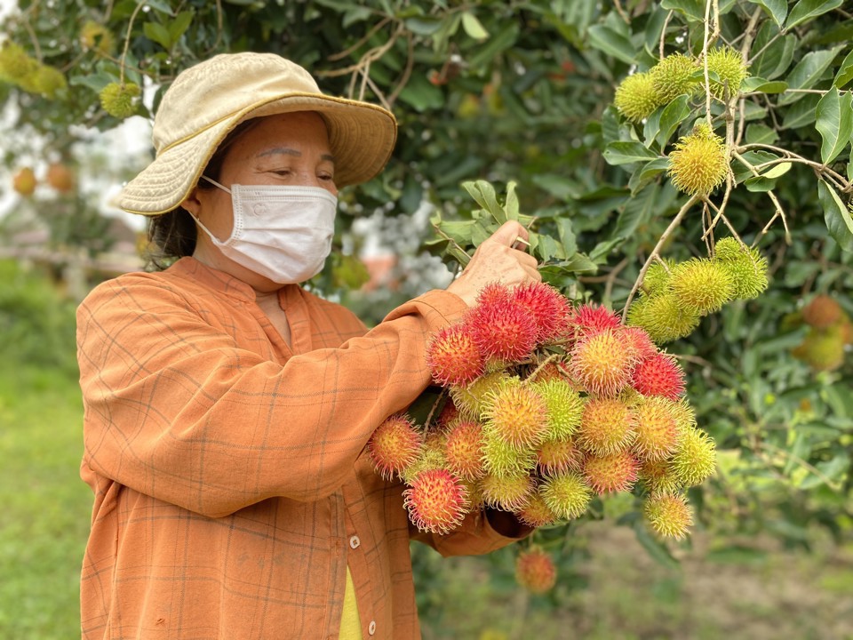 Ch&ocirc;m ch&ocirc;m mang lại thu nhập kh&aacute; cho người trồng