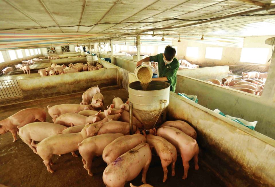 Chăn nuôi lợn thịt tại huyện Đông Anh. Ảnh: Lê Sơn