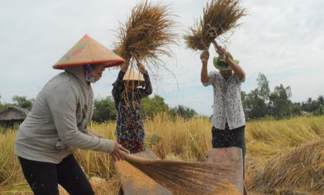 Gi&aacute; l&uacute;a gạo h&ocirc;m nay ng&agrave;y 23/10/2023 Tiếp tục chững gi&aacute;. Ảnh minh họa.