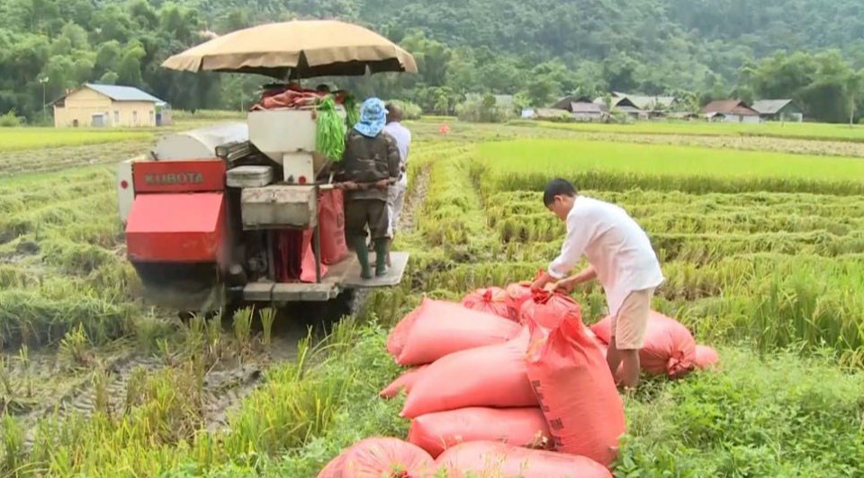 Gi&aacute; l&uacute;a gạo h&ocirc;m nay 27/10/2023 Đồng loạt tăng nhẹ. Ảnh minh họa.