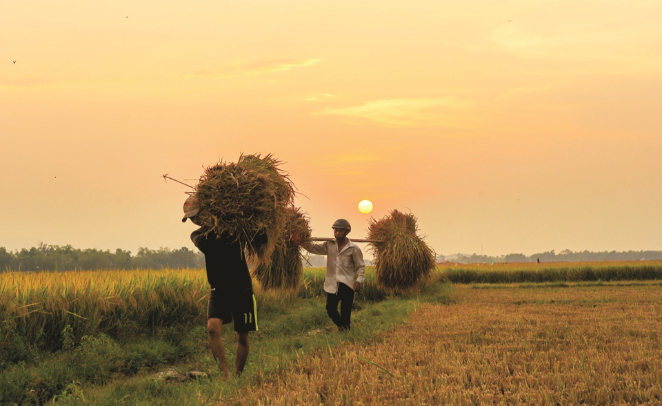 Gi&aacute; l&uacute;a gạo h&ocirc;m nay 30/10/2023 Duy tr&igrave; ổn định. Ảnh minh họa.