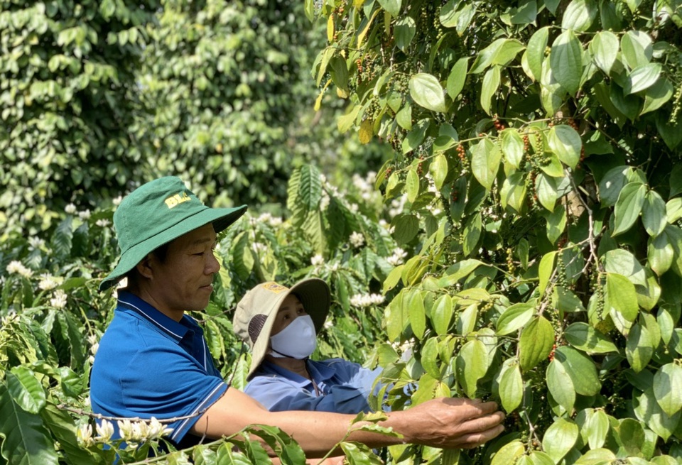 Gi&aacute; ti&ecirc;u h&ocirc;m nay 31/10: Gi&aacute; vẫn giảm d&ugrave; tồn kho của Indonesia thấp, Brazil mất m&ugrave;a