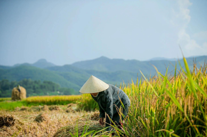 Gi&aacute; l&uacute;a gạo h&ocirc;m nay 1/11/2023 Đồng loạt tăng nhẹ. Ảnh minh họa.