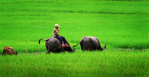 Gi&aacute; l&uacute;a gạo h&ocirc;m nay 2/11/2023 Biến động tr&aacute;i chiều giữa c&aacute;c mặt h&agrave;ng. Ảnh minh họa.