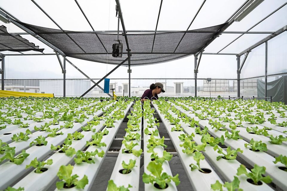 Người trồng đang chăm sóc vườn rau diếp tại một trang trại trên sân thượng ở Singapore. Ảnh: Bloomberg