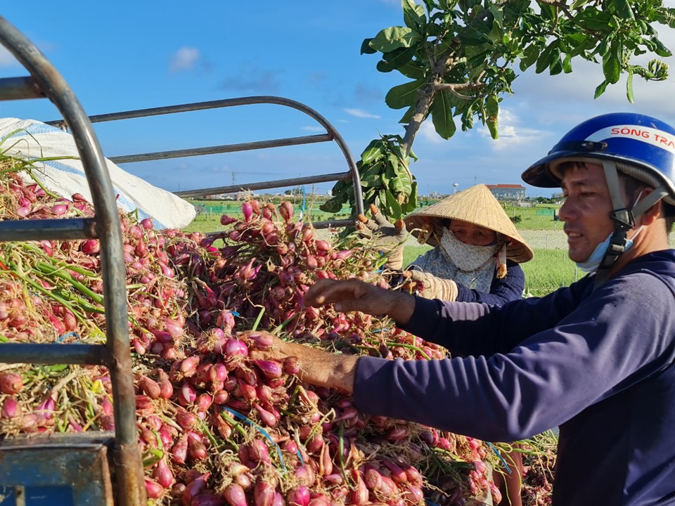 H&agrave;nh t&iacute;m l&agrave; đặc sản của huyện đảo L&yacute; Sơn.