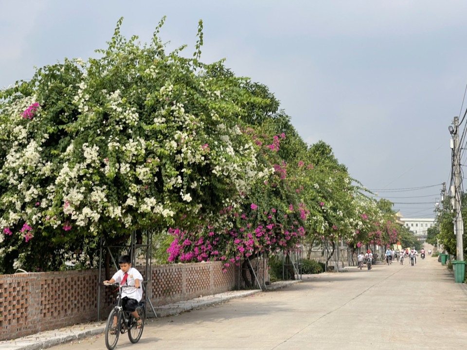 Nhờ làm tốt công tác tuyên truyền, vận động, Nhân dân xã Hồng Vân, huyện Thường Tín đã có những con đường bê tông hóa, cây xanh tạo cảnh quan đô thị . Ảnh: Tuyết Minh