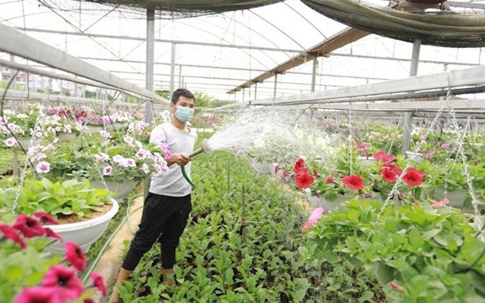 Nghề trồng hoa, cây cảnh chiếm khoảng 25% tổng giá trị kinh tế toàn xã Tích Giang. Ảnh: Trọng Tùng