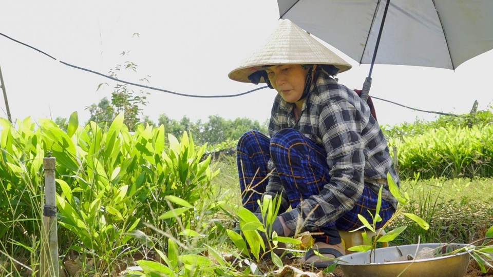 Phần lớn c&aacute;c tổ chức, c&aacute; nh&acirc;n trồng rừng tr&ecirc;n địa b&agrave;n tỉnh vẫn sử dụng keo hom.