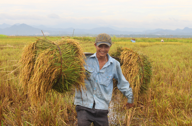 Gi&aacute; l&uacute;a gạo h&ocirc;m nay 8/11/2023 Gi&aacute; l&uacute;a tăng mạnh, gi&aacute; gạo tiếp tục xu hướng giảm. Ảnh minh họa.