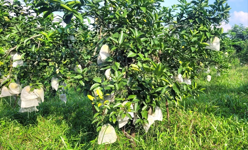 Những vườn cam bao bọc quả sẽ ph&ograve;ng ngừa c&ocirc;n tr&ugrave;ng g&acirc;y hại v&agrave; hạn chế hiện tượng rụng quả h&agrave;ng loạt