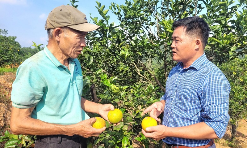 C&acirc;y cam l&agrave; nguồn thu nhập ch&iacute;nh của gia đ&igrave;nh &ocirc;ng Thắng, nhưng năm nay cam rụng quả rất nhiều, g&acirc;y thiệt hại h&agrave;ng chục triệu đồng