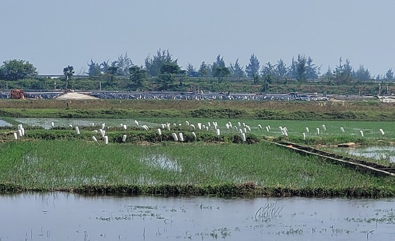 Thời kỳ cao điểm c&ograve; giả l&agrave;m bằng xốp cắm trắng đồng ở x&atilde; Cương Gi&aacute;n, huyện Nghi Xu&acirc;n