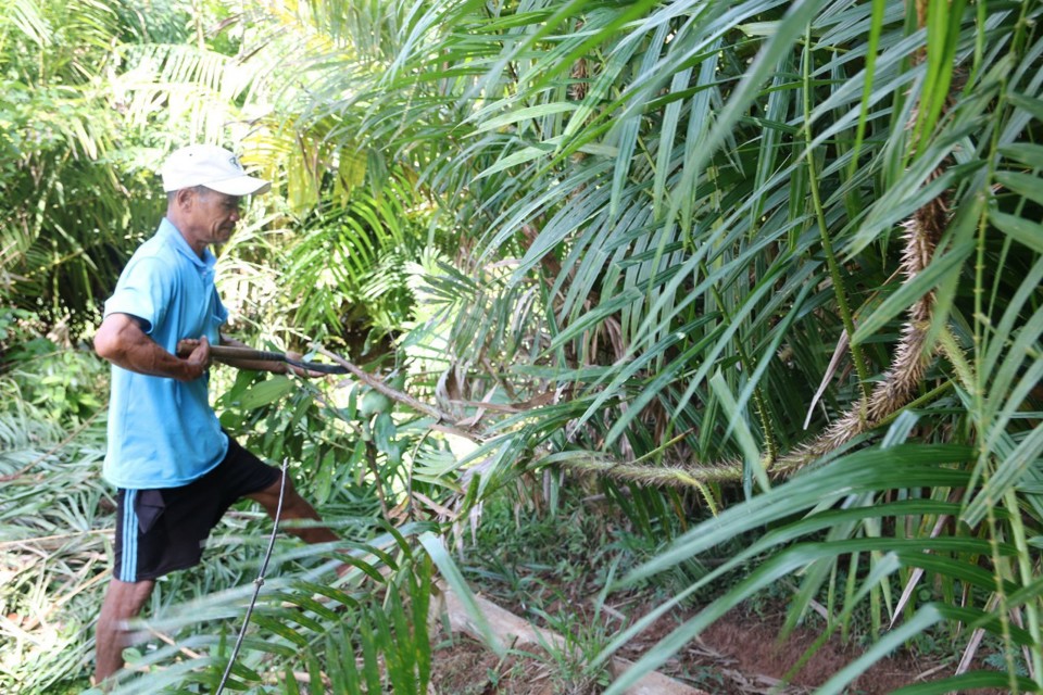 To&agrave;n tỉnh Quảng Ng&atilde;i hiện c&oacute; khoảng 1.000 hecta c&acirc;y m&acirc;y nước, tập trung chủ yếu ở c&aacute;c huyện Ba Tơ, Minh Long, Tr&agrave; Bồng...