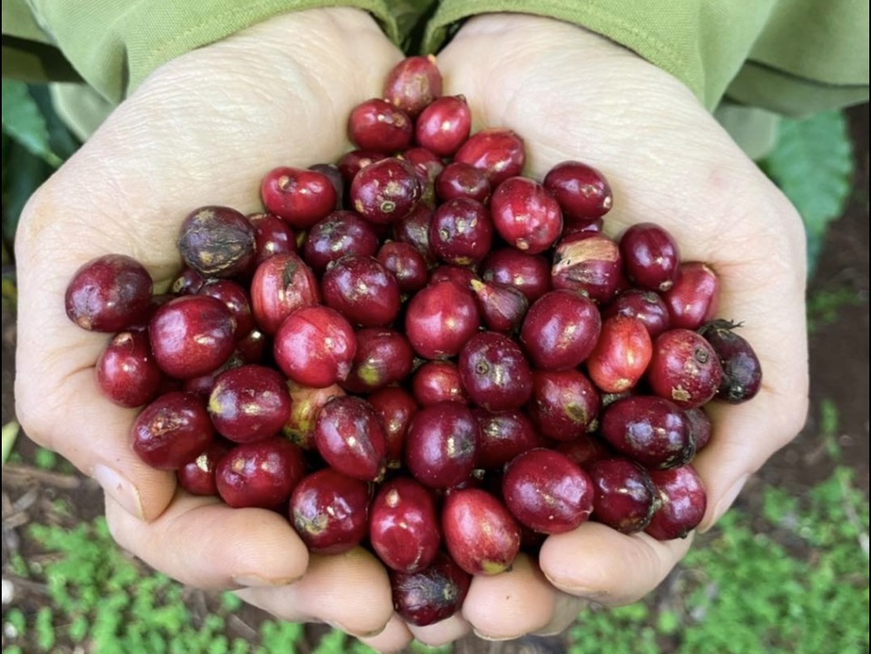 Giá cà phê hôm nay 14/11: Trong nước tăng mạnh, Robusta vượt 2.500 USD/tấn