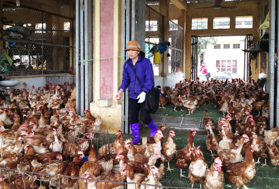 Tiểu thương kinh doanh gia cầm tại chợ Hà Vỹ (huyện Thường Tín). Ảnh: Ngọc Ánh