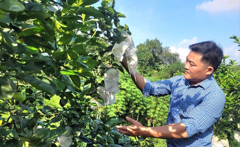 Những diện t&iacute;ch cam ti&ecirc;u &uacute;ng, tho&aacute;t nước tốt, đặc biệt l&agrave; sử dụng bao bọc quả th&igrave; tỷ lệ rụng &iacute;t hơn (Ảnh: PV)