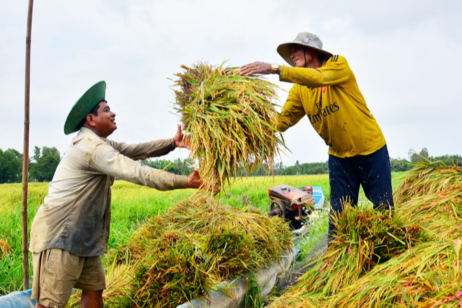 Gi&aacute; l&uacute;a gạo h&ocirc;m nay 16/11/2023 Đồng loạt đi ngang. Ảnh minh họa.