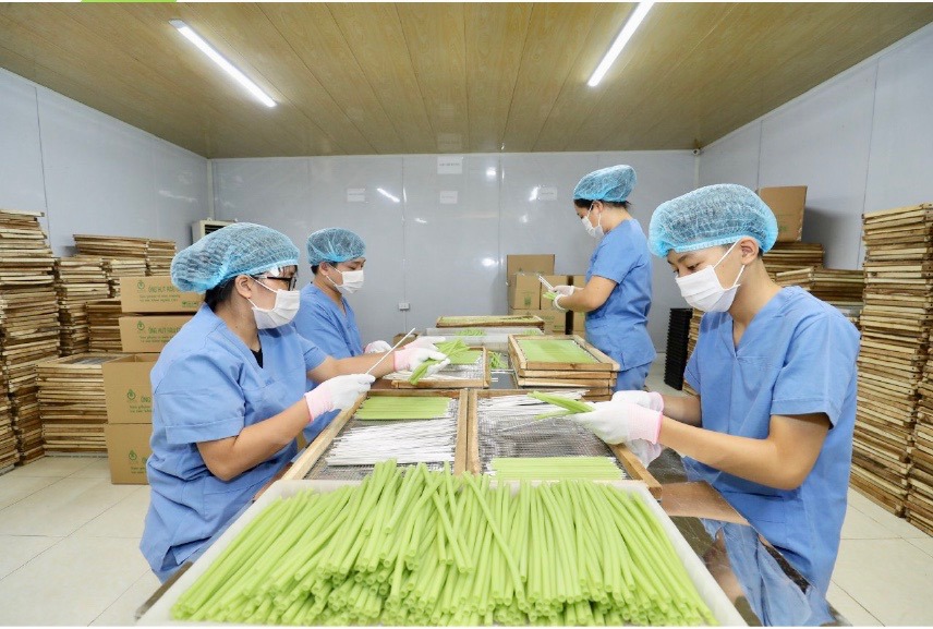Sản xuất ống hút từ rau củ phục vụ xuất khẩu tại Hợp tác xã Nông nghiệp Sông Hồng (huyện Đông Anh, TP Hà Nội). Ảnh: Trọng Tùng