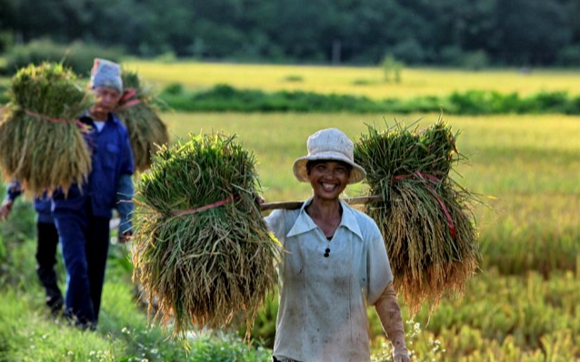 Gi&aacute; l&uacute;a gạo h&ocirc;m nay 22/11/2023 Gi&aacute; l&uacute;a chững, gi&aacute; gạo giảm nhẹ. Ảnh minh họa.