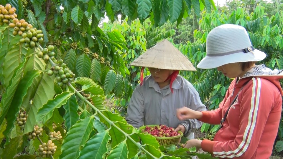 Gi&aacute; c&agrave; ph&ecirc; h&ocirc;m nay 23/11: Robusta tăng trở lại, trong nước gần 58.000 đồng/kg