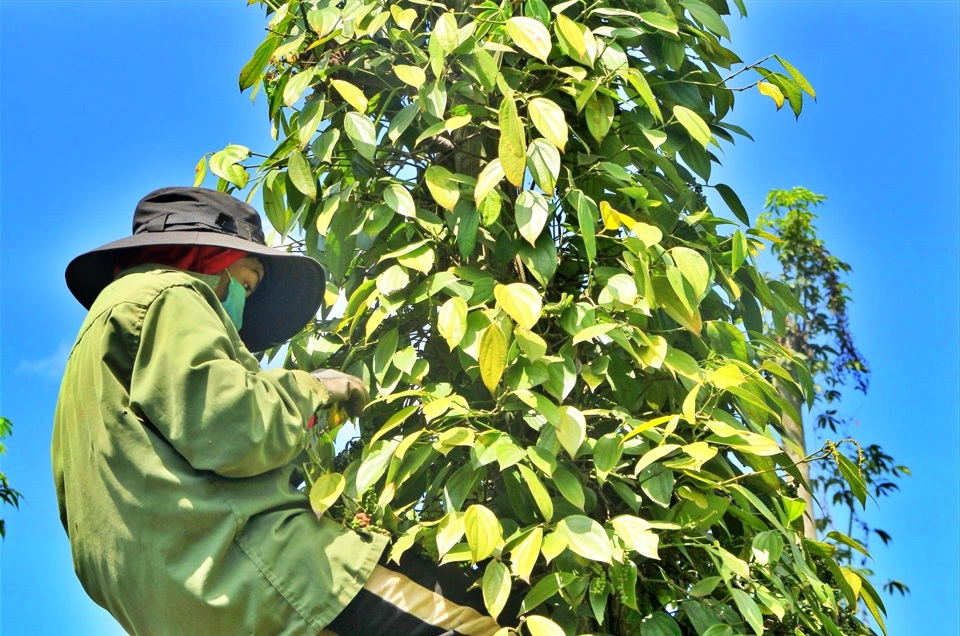 Gi&aacute; ti&ecirc;u h&ocirc;m nay 23/11: Nguy&ecirc;n nh&acirc;n gi&aacute; ti&ecirc;u tăng tới 3.500 đồng/kg từ đầu th&aacute;ng