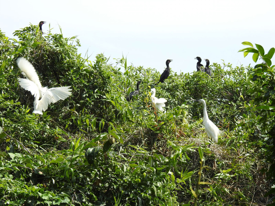 Vườn chim C&agrave; Mau nằm trong Khu tưởng niệm Chủ tịch Hồ Ch&iacute; Minh, tọa lạc tại phường 1 TP C&agrave; Mau.