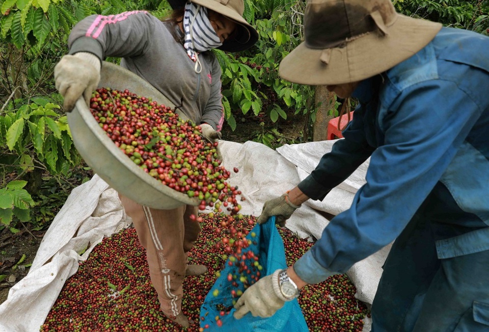 Gi&aacute; c&agrave; ph&ecirc; h&ocirc;m nay 24/11: Đồng USD giảm kh&ocirc;ng đủ lực n&acirc;ng gi&aacute; Robusta