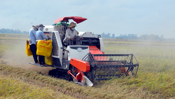 Gi&aacute; l&uacute;a gạo h&ocirc;m nay 24/11/2023: Đồng loạt đi ngang. Ảnh minh họa.