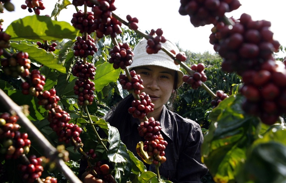 Gi&aacute; c&agrave; ph&ecirc; h&ocirc;m nay 27/11: Lo thiếu hụt nguồn cung tiếp tục đẩy Robusta tăng