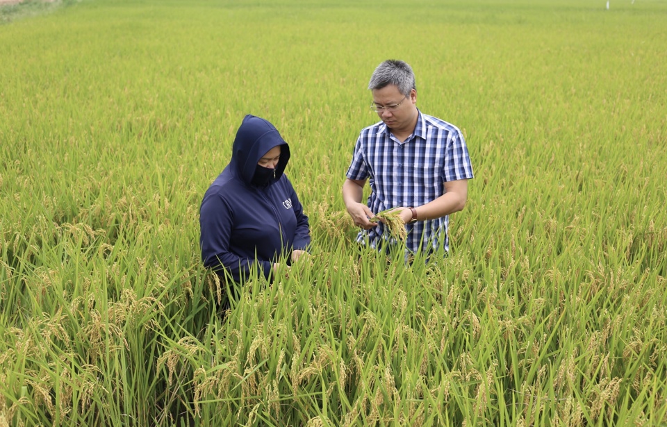 V&ugrave;ng sản xuất l&uacute;a chất lượng cao tại x&atilde; Hoa Sơn, huyện Ứng H&ograve;a. Ảnh: Ngọc &Aacute;nh