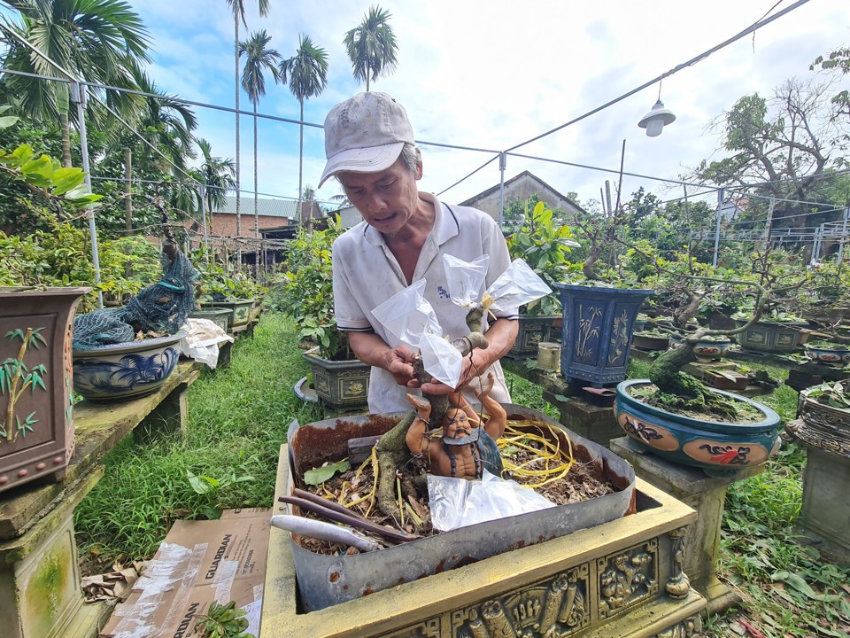 &Ocirc;ng Trần Cao Quang đang tạo h&igrave;nh cho c&acirc;y mai.