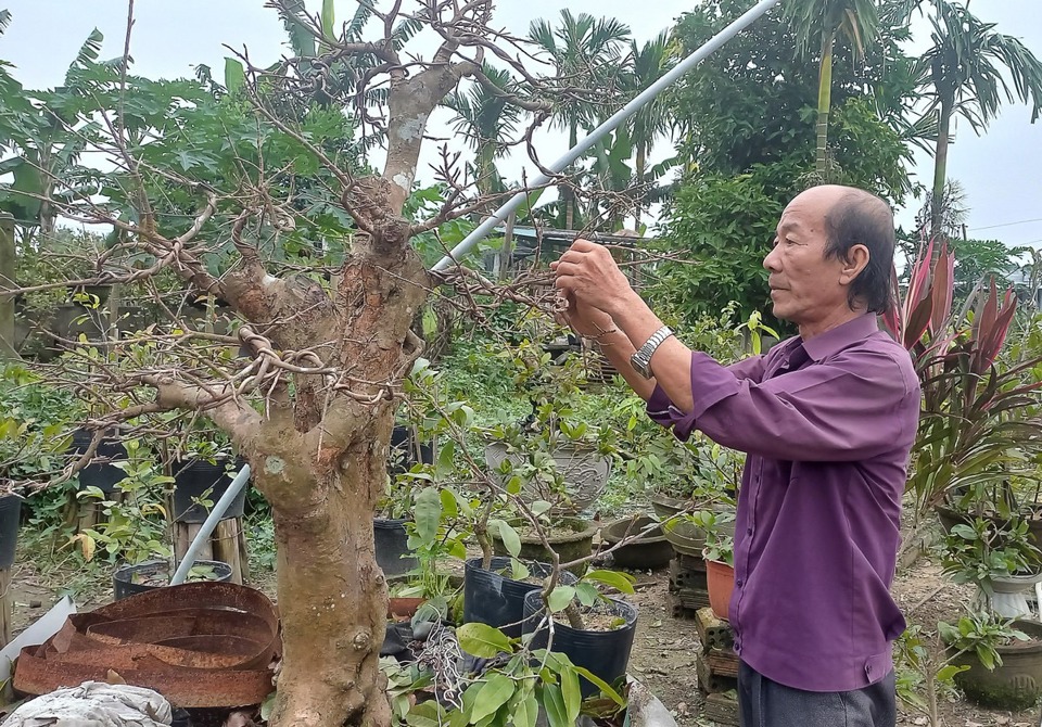 Trồng mai mang lại thu nhập ch&iacute;nh cho &ocirc;ng Nguyễn Tấn Đạt