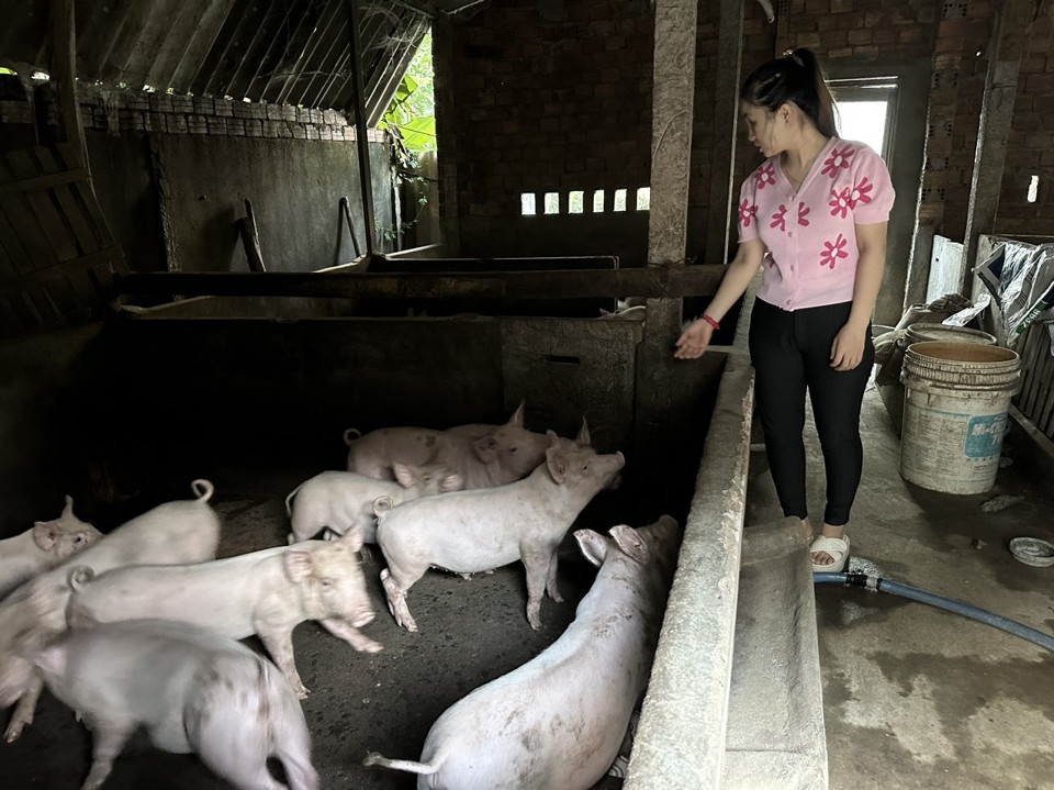 Dịch tả lợn ch&acirc;u Phi c&oacute; nguy cơ gia tăng trong thời gian tới, g&acirc;y thiệt hại cho người chăn nu&ocirc;i. Ảnh: HP&nbsp;