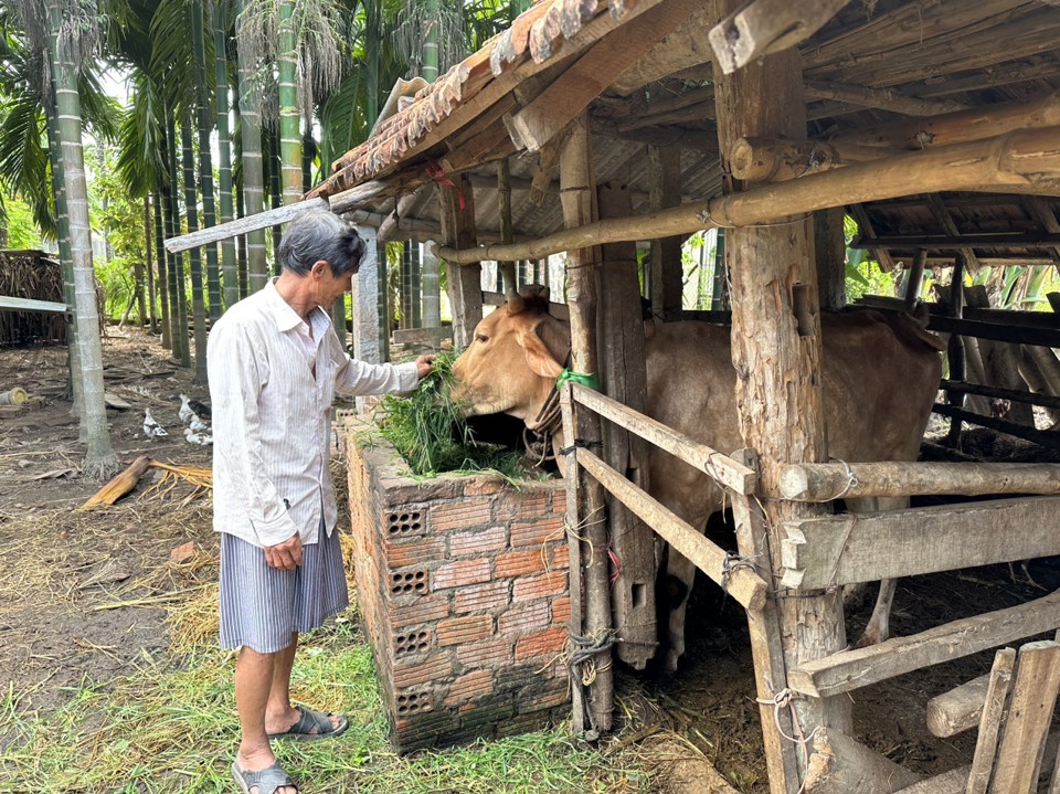 Vật nu&ocirc;i cần được chăm s&oacute;c chu đ&aacute;o v&agrave; kh&ocirc;ng cho ăn những loại thức ăn ẩm mốc, k&eacute;m chất lượng. Ảnh: HP&nbsp;