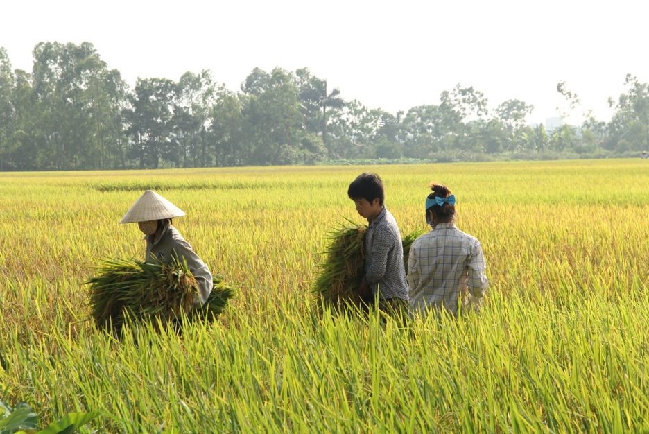 Gi&aacute; l&uacute;a gạo h&ocirc;m nay 29/11/2023: Gi&aacute; l&uacute;a giảm, gi&aacute; gạo tăng. Ảnh minh họa.