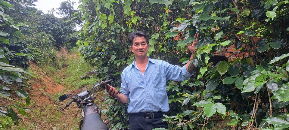 &Ocirc;ng Nguyễn Ngọc Ninh b&ecirc;n vườn c&agrave; ph&ecirc; hữu cơ chuẩn bị thu hoạch.
