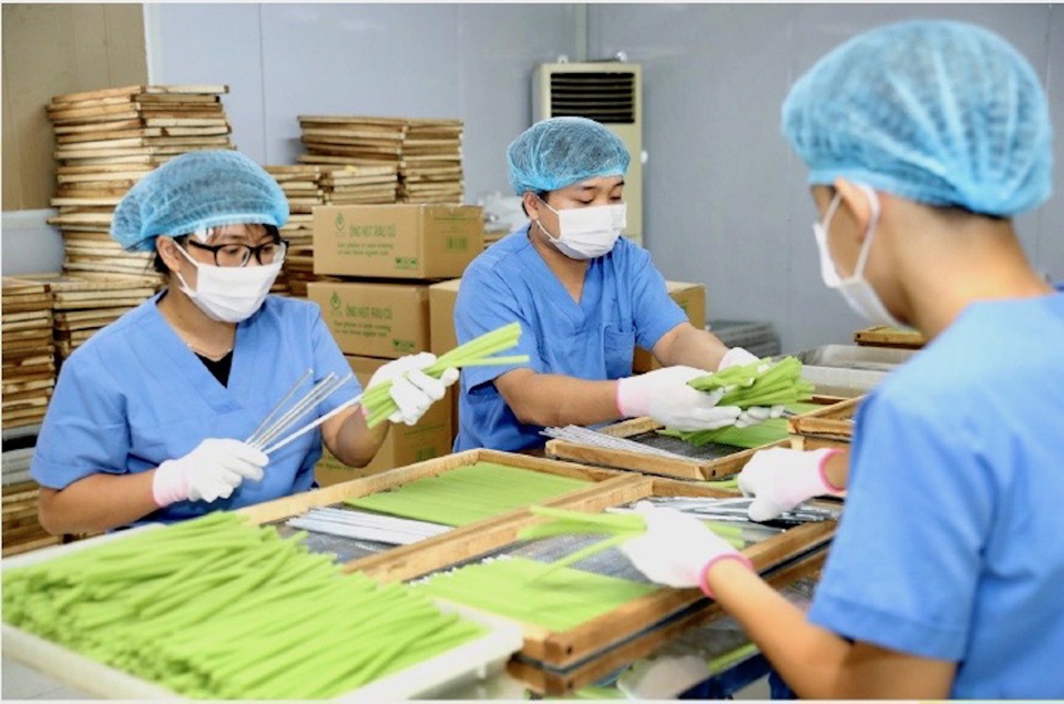 Sản xuất ống hút từ rau củ phục vụ xuất khẩu tại Hợp tác xã Nông nghiệp Sông Hồng (huyện Đông Anh, TP Hà Nội). Ảnh: Tùng Nguyễn