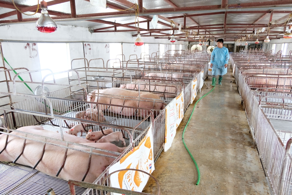 Chăn nu&ocirc;i lợn theo hướng an to&agrave;n sinh học tại huyện S&oacute;c Sơn (TP H&agrave; Nội).