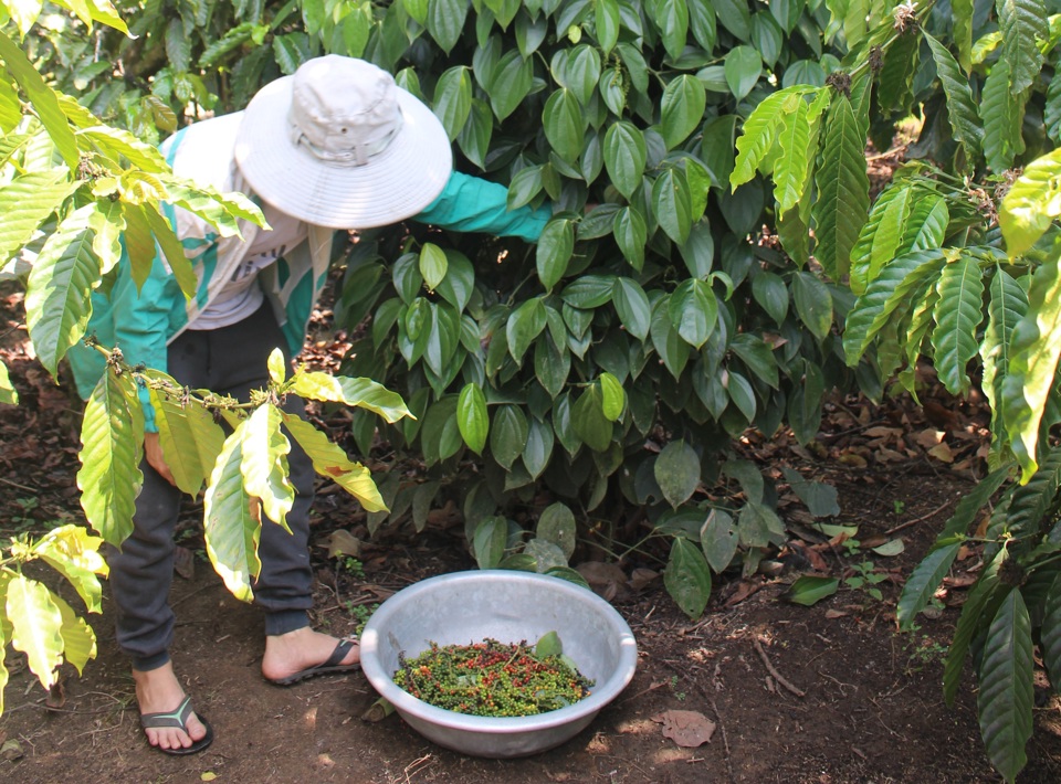 Gi&aacute; ti&ecirc;u h&ocirc;m nay 5/12: Đồng loạt tăng, gần chạm mốc 75.000 đồng/kg