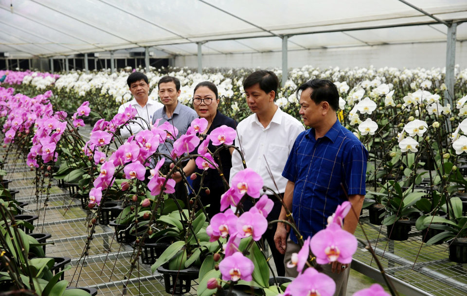 M&ocirc; h&igrave;nh trồng hoa lan c&ocirc;ng nghệ cao tại Hợp t&aacute;c x&atilde; Đan Ho&agrave;i, huyện Đan Phượng.