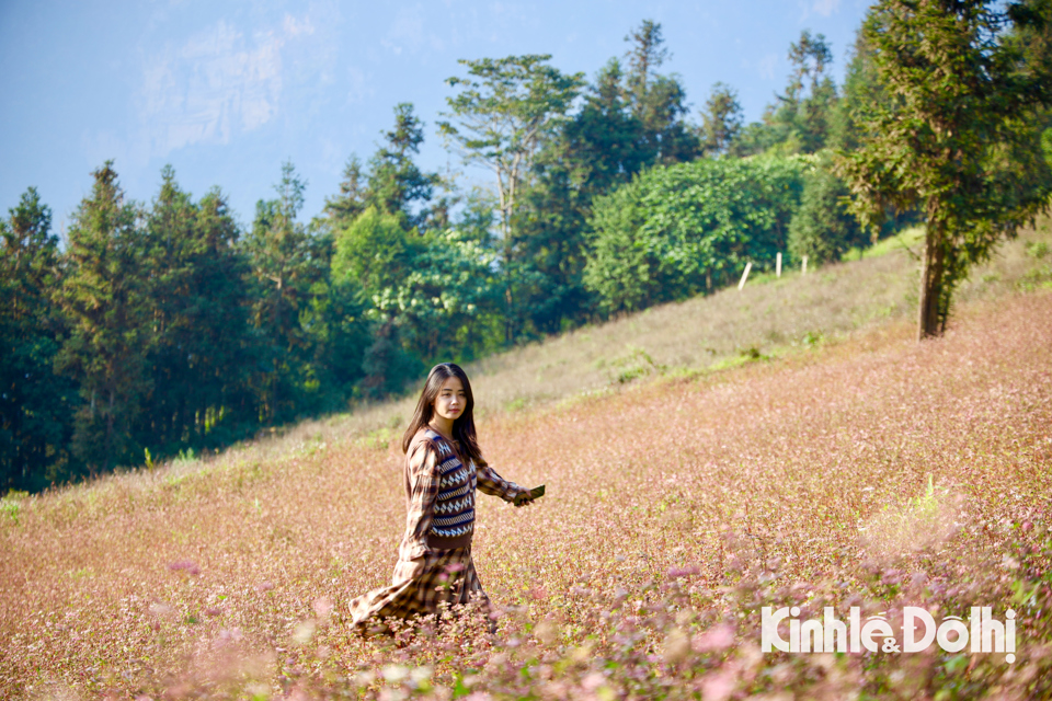 Chiêm ngưỡng vẻ đẹp hoa tam giác mạch trên vùng núi cao Hà Giang - Ảnh 1