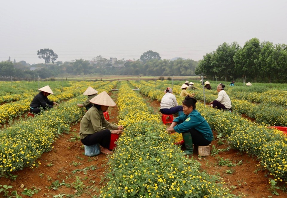 Chăm s&oacute;c hoa c&uacute;c chi tr&ecirc;n c&aacute;nh đồng x&atilde; Thanh Mỹ (thị x&atilde; Sơn T&acirc;y).