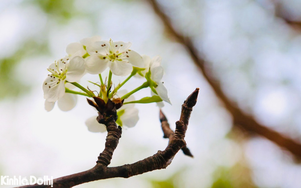 Hoa l&ecirc; rừng (hay c&ograve;n gọi l&agrave; hoa l&ecirc; trắng, hoa mắc cọp) tại thời điểm n&agrave;y khiến nhiều người n&agrave;y kh&aacute; bất ngờ v&igrave; lo&agrave;i hoa n&agrave;y thường được người d&acirc;n chơi sau Tết Nguy&ecirc;n đ&aacute;n nhưng nhiều năm qua được người d&acirc;n Thủ đ&ocirc; chơi sớm trước Tết.