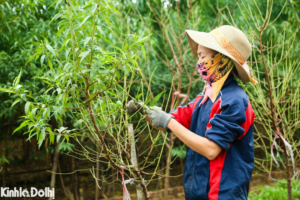 Ngo&agrave;i ra, việc tuốt l&aacute; sẽ&nbsp;tuỳ thuộc đối với từng loại đ&agrave;o, trong đ&oacute; với đ&agrave;o thế thường sẽ được đ&aacute;nh c&acirc;y v&agrave; trồng c&acirc;y v&agrave;o chậu trước khi tuốt l&aacute; 1 - 2 th&aacute;ng, đ&agrave;o b&iacute;ch thường được tuốt từ m&ugrave;ng 5 đến 20/11 &Acirc;m lịch v&agrave; đ&agrave;o bạch từ m&ugrave;ng đến 15/10 &Acirc;m lịch.