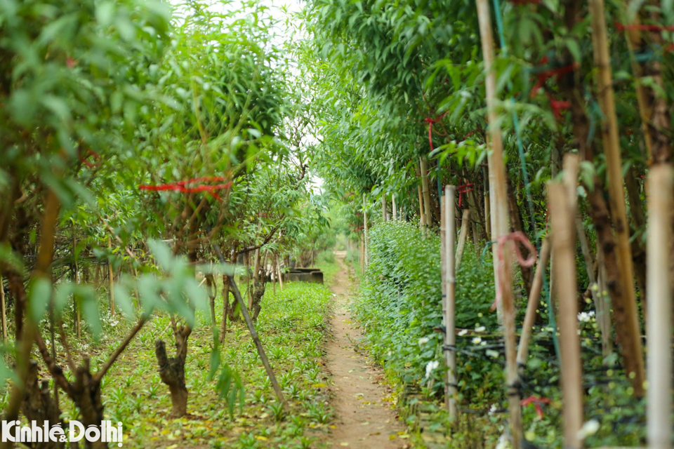 Tại vườn đ&agrave;o Nhật T&acirc;n, thời gian n&agrave;y c&aacute;c vườn trồng đ&agrave;o tại đ&acirc;y lại tất bật v&agrave;o vụ tuốt l&aacute;, chuẩn bị cho c&ocirc;ng đoạn nu&ocirc;i mắt, cho đ&agrave;o ra nụ. Nhật T&acirc;n l&agrave; nơi c&oacute; diện t&iacute;ch trồng đ&agrave;o l&ecirc;n tới gần 60ha với&nbsp;khoảng 700 hộ d&acirc;n với hơn 1.200 x&atilde; vi&ecirc;n gắn b&oacute; với nghề.