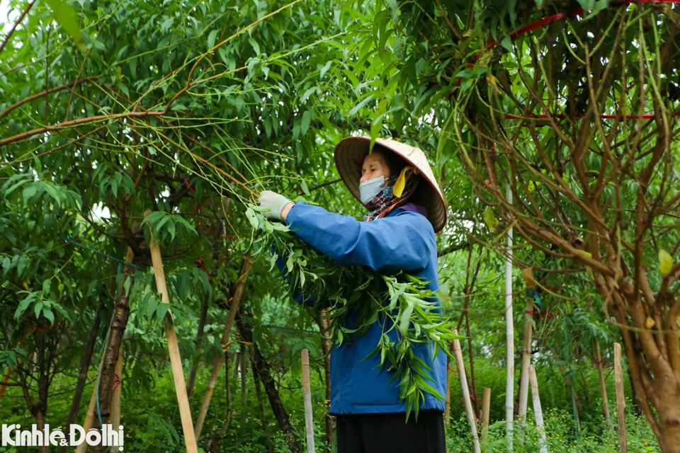 "Tuốt l&aacute; sẽ gi&uacute;p c&acirc;y tập trung dinh dưỡng l&agrave;m nụ, đảm bảo nụ hoa ra nhiều, đều, mập, hoa to, c&aacute;nh d&agrave;y, m&agrave;u đẹp" - một chủ vườn đ&agrave;o chia sẻ.