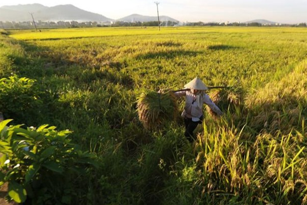 Gi&aacute; l&uacute;a gạo h&ocirc;m nay 8/12/2023: Gi&aacute; l&uacute;a tiếp đ&agrave; tăng cao. Ảnh minh họa.