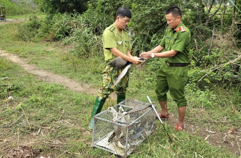 Nhiều c&aacute; thể chim mồi c&ograve;n sống được giải cứu, thả về m&ocirc;i trường tự nhi&ecirc;n